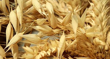 Hüyük'te yulaf üretimine demonstrasyon desteği