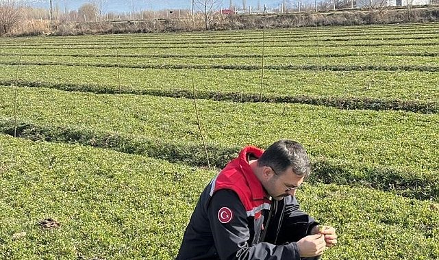 Iğdır'da yonca tarlalarında yonca hortumlu böceği ile mücadele