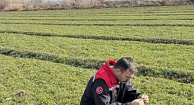 Iğdır'da yonca tarlalarında yonca hortumlu böceği ile mücadele