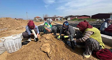 İki kardeşten üzüm fidanında büyük başarı