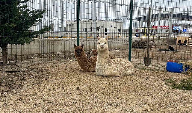 İpsala Sınır Kapısı'nda minibüste cins hayvanlar ele geçirildi