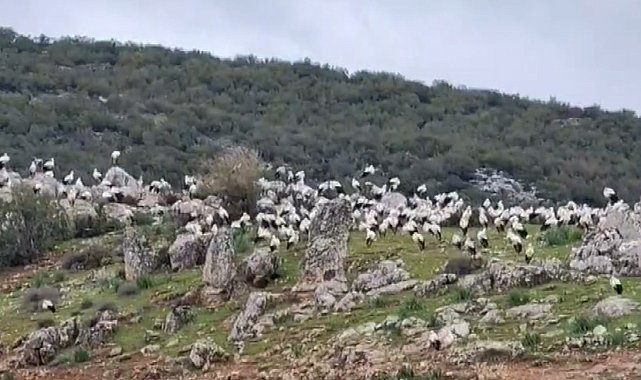 İslahiye'de leylek akını
