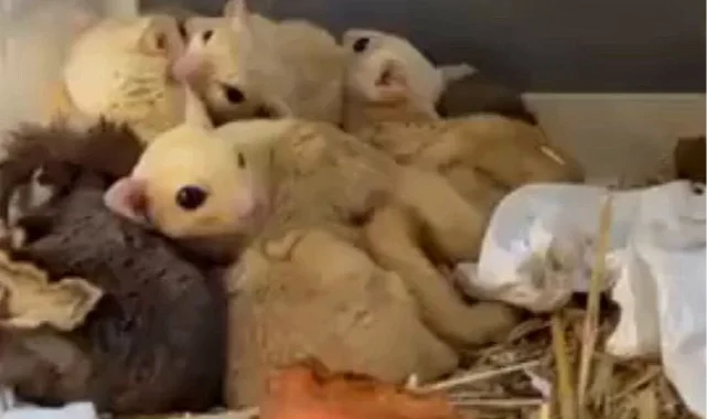 Isparta'da yasa dışı 35 hayvana el konuldu