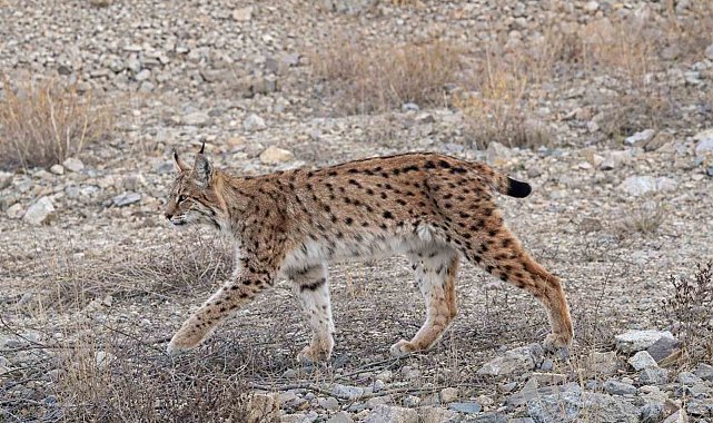 IUCN kırmızı listesinde yer alıyor: 'Ormanın hayaleti' en net haliyle görüntülendi