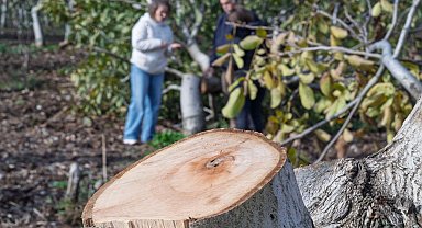 İzmir'de kesilen cevizlerin yerine umut filizlendi
