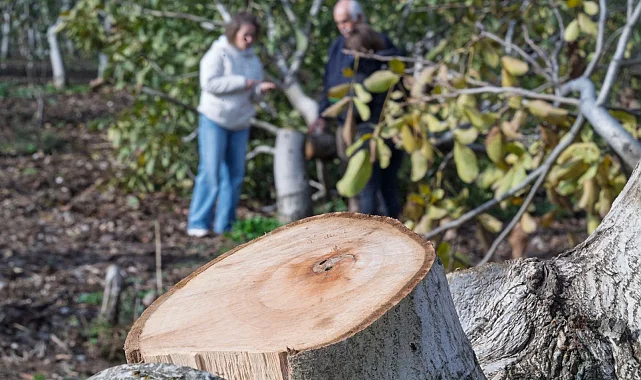 İzmir'de kesilen cevizlerin yerine umut filizlendi