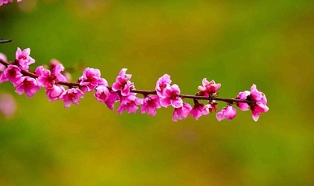 İznik Ovası'nda bahar şöleni : Şeftali bahçeleri kartpostallık görüntüler oluşturdu