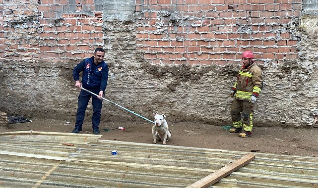 Kapalı inşaat çukuruna düşen köpeği itfaiye kurtardı