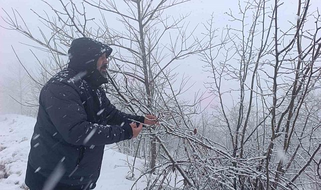 Kar altında kalan fındık bahçeleri, üreticileri tedirgin ediyor