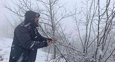 Kar altında kalan fındık bahçeleri, üreticileri tedirgin ediyor