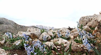 Kar altından çıkan kaya sümbülü görsel şölen sunuyor
