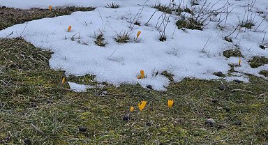 Kar ve çiçek açan çiğdemler yan yana