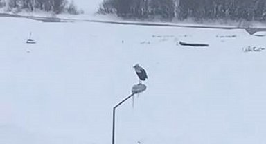 Kar ve soğuğa rağmen elektrik direğinde ayakta duran Leylek dikkat çekti