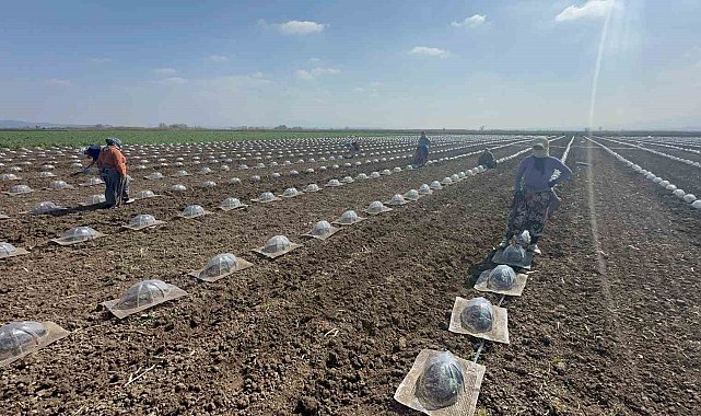 Karacabey Ovası'nda turfanda karpuz ekimi başladı