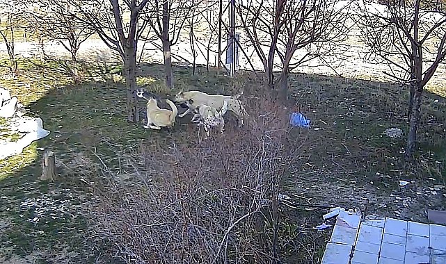 Karaman'da başıboş köpeklerin kediyi öldürdüğü anlar kameraya yansıdı