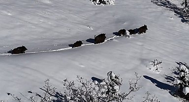 Karlı arazide ilerleyen domuz sürüsü havadan görüntülendi