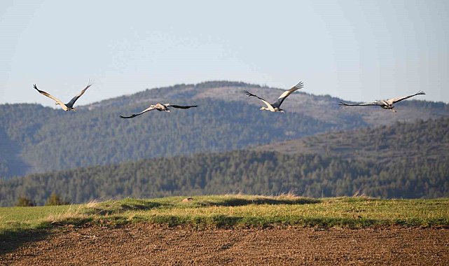 Kastamonu'da görsel şölen: Turna ailesi göç yolunda görüntülendi
