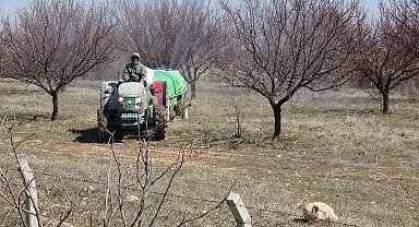 Kayısıda kritik bakım dönemi başladı