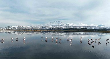 Kayseri'nin ilk flamingo kafilesi geldi