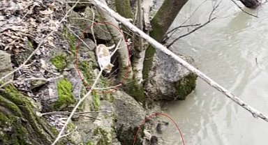 Kedi ile su samurunun saklambaç oyunu kameraya yansıdı