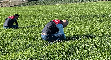 Kırklareli'de tarım arazilerinde denetim: Kanola ve hububat ekilişleri incelendi