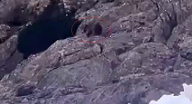 Kış uykusundan uyandı, kar üstünde yiyecek aradı