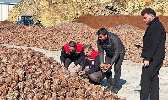 Koçarlı'da Çam Fıstığı işleme tesisindeki çalışmalar yerinde incelendi