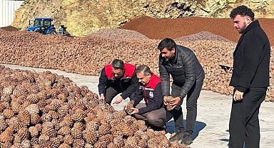 Koçarlı'da Çam Fıstığı işleme tesisindeki çalışmalar yerinde incelendi