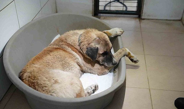 Köpeği ezen sürücü serbest bırakıldı