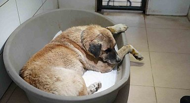 Köpeği ezen sürücü serbest bırakıldı