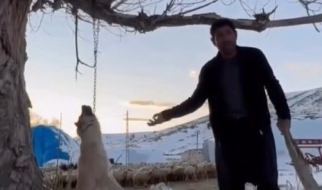 Köpeği zincirle ağaca asarak öldüren şahıs gözaltına alındı