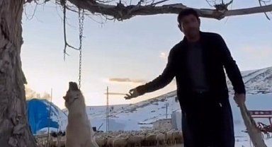 Köpeği zincirle ağaca asarak öldüren şahıs gözaltına alındı