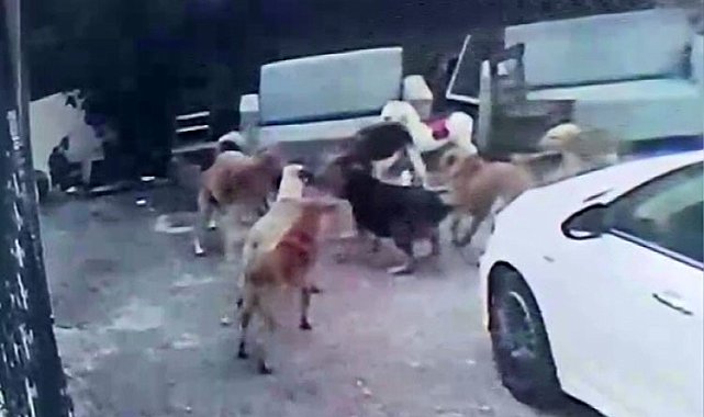 Köpek sürüsü kediyi parçaladı, korkudan çocuğunu okuldan aldı