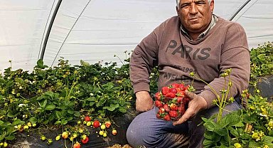 Köprübaşı çileği altın sezonunu yaşıyor