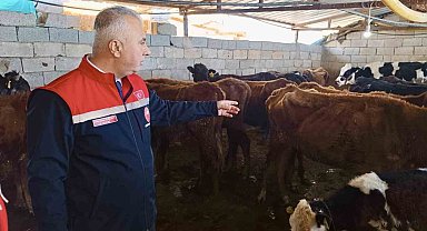 Kumlu'da yerli ırk hayvanlarla büyükbaş yetiştiriciliği yapan işletme incelendi