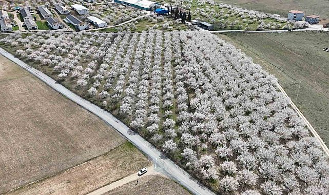 Malatya'da çiçek açan kayısı bahçeleri havadan görüntülendi