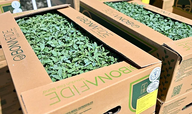 Manisa Gördes'te üreticinin yüzü güldü... Fideler bereketli toprakla buluşuyor