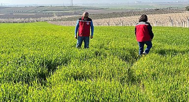 Manisa'da buğday üreticilerine 'Septorya' uyarısı