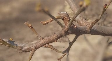 Manisa'da meyve ağaçlarına ateş yanıklığı uyarısı
