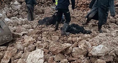 Mardin'de ahırın çökmesi sonucu 30 küçükbaş telef oldu