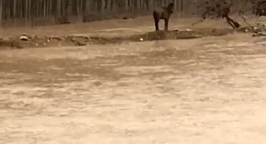 Mardin'de sel sularına giren vatandaş atını kurtardı