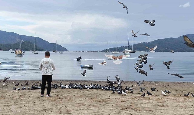 Marmaris'te güvercinler kışın boşalan sahili mesken tuttu
