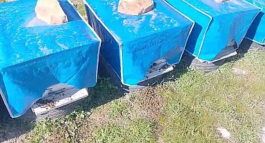 Mersin'de zamansız zirai ilaçlama arıların ölümüne sebep oldu