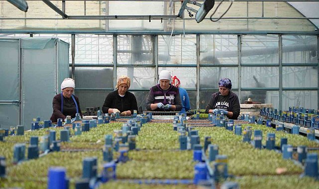 Milyonlarca sebze fidesi profesyonel ellerde üretiliyor