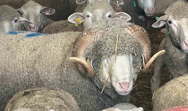 Milyonluk koçun kuzuları için bugünden sıraya girdiler