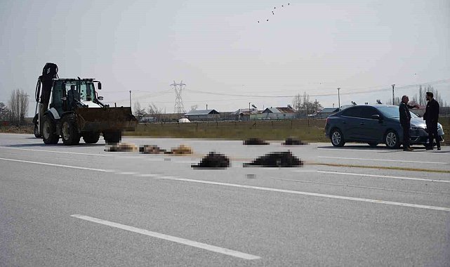 Muş-Bingöl karayolunda SUV tipi araç keçi sürüsüne çarptı: 10 hayvan telef oldu