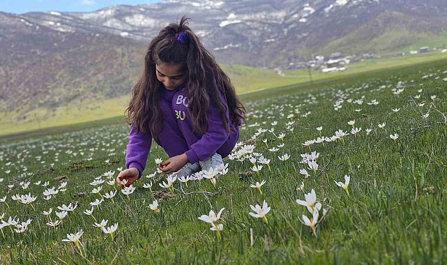 Muş Ovası çiğdemlerle renklendi