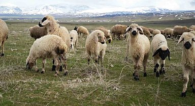 Muş Ovası kuzu sesleriyle şenlendi