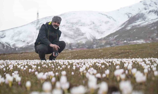Muş Ovası'nda çiğdemler yeniden yüzünü gösterdi
