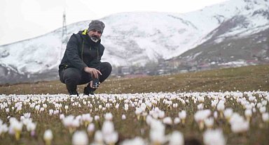 Muş Ovası'nda çiğdemler yeniden yüzünü gösterdi